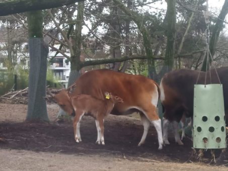 Banteng-Kälbchen geboren