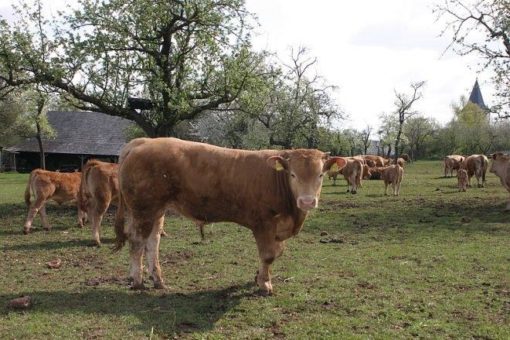 Rindfleisch aus der Region: Einkaufen leicht gemacht