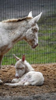 Barockesel-Nachwuchs im Wildpark Schwarze Berge