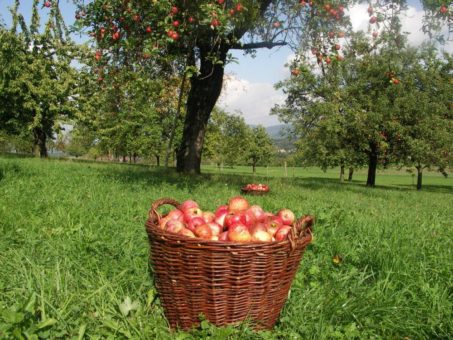 Herbstlicher Genuss fördert Gesundheit