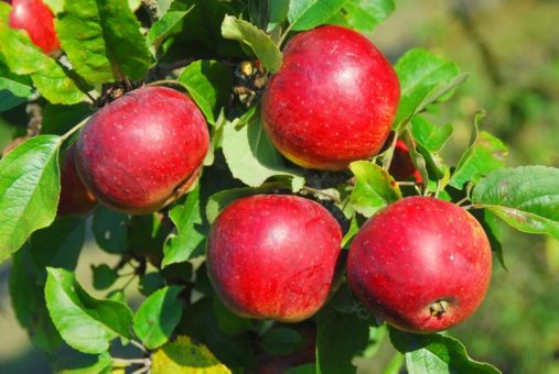 Schwäbisches Streuobstparadies