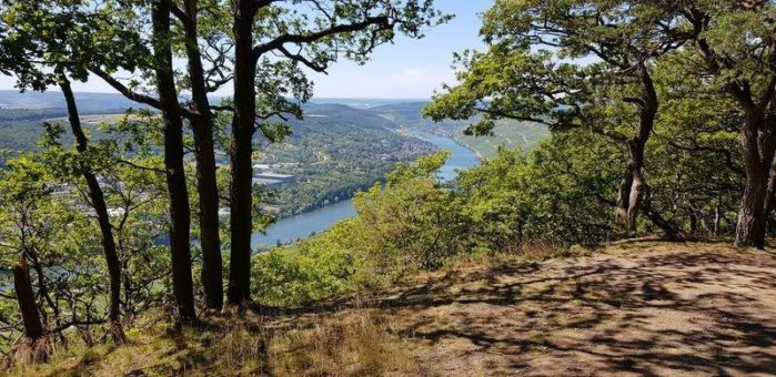 Die Wünschelrouten 2021: Kulinarische Wandertouren im goldenen Moselherbst!