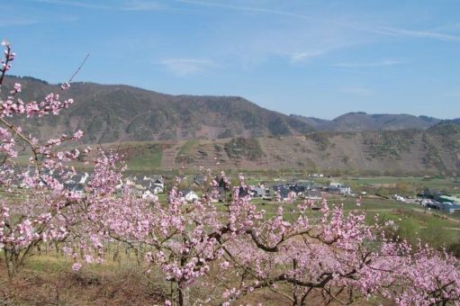 Pfirsichblüte an der Mosel