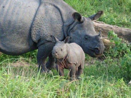 „Fast 50 Prozent der Panzernashörner im Manas Nationalpark sind ausgewilderte Tiere oder ihre Nachkommen. Eine Erfolgsgeschichte für diese dort einst ausgestorbene Tierart,“ sagt Katie Moore, stellvertretende Vizepräsidentin für Tierschutz beim IFAW