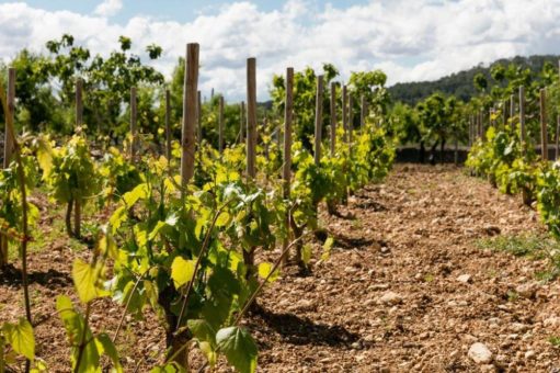 Weintourismus auf Mallorca, eine Tour durch die Weinbautradition der Insel