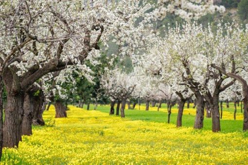 Die Mandelblüte lässt Mallorca in neuen Farben erleuchten