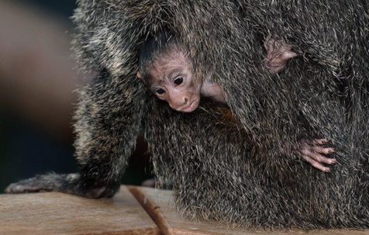 Junger südamerikanischer Schweifaffe geboren: Kölner Zoo freut sich über erneuten Nachwuchs bei den Weißkopfsakis