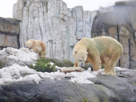 Winterüberraschung im Eismeer