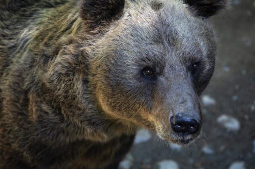 Bald doppelter Bären-Zuwachs aus Nordmazedonien für das Arosa Bärenland