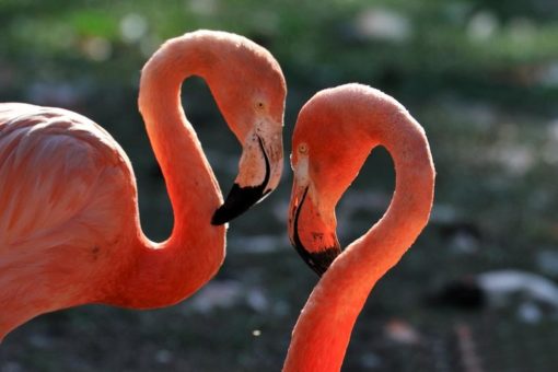 Tour d‘ Amour: Digitale Valentinstag-Führung zum Liebensleben der Tiere aus dem Kölner Zoo