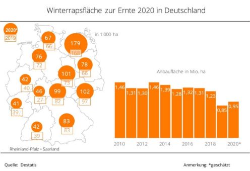 Größere Rapsfläche zur Ernte 2020 in Deutschland