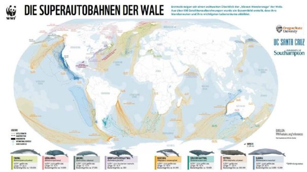 Neuer WWF-Bericht zeigt wachsende Gefahren entlang Wal-Wanderrouten / Dringende Schutzmaßnahmen nötig