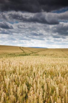 Ernteversicherung: Bei der Anbaumeldung auf ausreichende Versicherungssummen achten