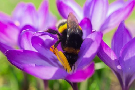 Auf die Blüte fertig los