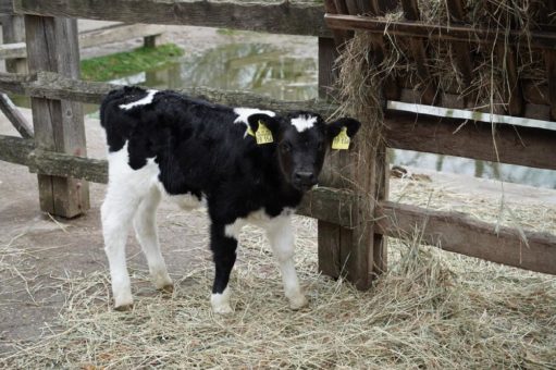 Kälbchen auf dem Clemenshof zu sehen – Nachwuchs bei den Schwarzbunten-Niederungsrindern im Kölner Zoo