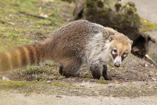 Hagenbecks Schaufütterungen sind zurück