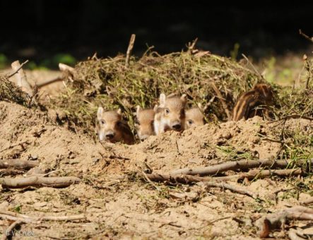 Frühlingserwachen im Wildpark Schwarze Berge!