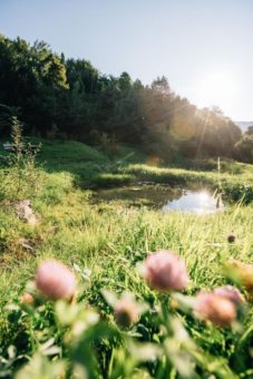 Auf Schritt und Tritt dem Frühling entgegen in Algund