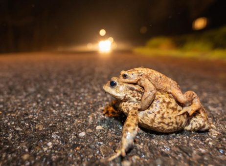 Runter vom Gas: Amphibienwanderung und Wildwechsel