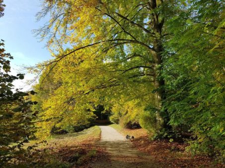 Buche ist Baum des Jahres 2022