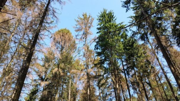 Der Wald braucht mehr Regen!