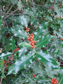 Ilex – die Stechpalme ist Baum des Jahres 2021