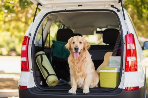 Mit Hund und Katze in die schönsten Wochen des Jahres: