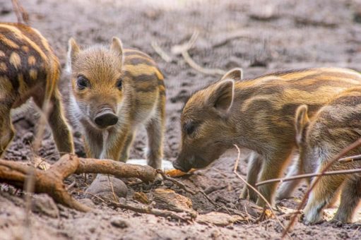 Fröhliche Osteraktion am 17. und 18. April und tierischer Nachwuchs im Wildpark Müden