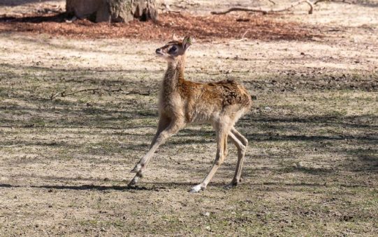 Graziles Duo: Zwei Jungtiere bei den Weißnacken-Moorantilopen im Kölner Zoo