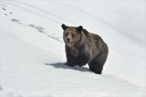 Instinktives Bärenverhalten! Die Pelznasen im Arosa Bärenland sind erstmals wieder im Schnee unterwegs