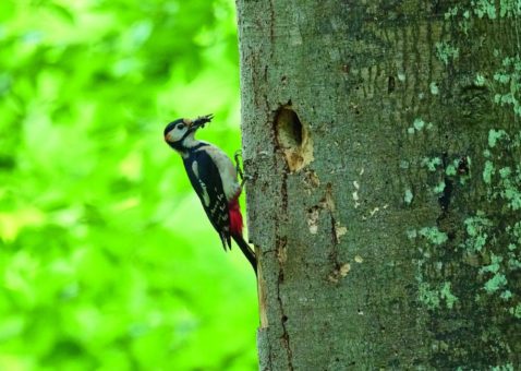 Lernen Sie die Naturschätze vor Ihrer Haustür kennen: Der Aktionsmonat Naturerlebnis lockt mit über 700 Draußen-Veranstaltungen im Mai