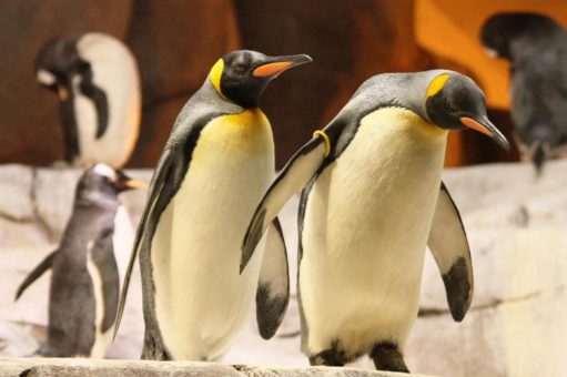 81 Pinguine aus drei verschiedenen Arten –  zum Welt-Pinguin-Tag stellt der Tierpark Hagenbeck seine gefiederten Schützlinge vor