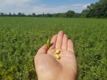 Südzucker plant Produktionsanlage zur Herstellung von Proteinkonzentrat aus Ackerbohnen