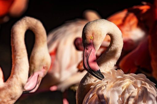 Hellabrunner Flamingos in neuer Wohlfühl-Voliere