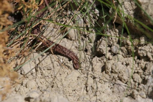 Neuzugänge im Mühlendorf: Heimische Kreuzottern beziehen das Freilandterrarium