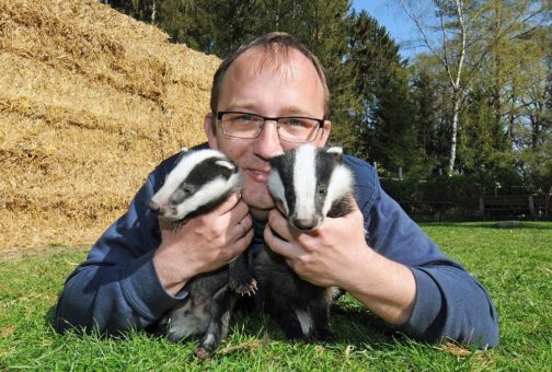 Dachswaisen finden Ersatzpapa im Wildpark Schwarze Berge