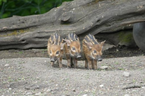 Saugute News: Gleich dreifacher Nachwuchs bei den Pinselohrschweinen