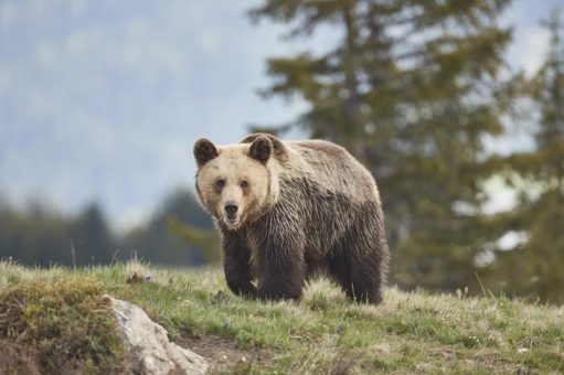 Der Bär kommt nach St. Gallen!