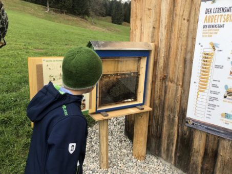 Von Facettenblick bis Schwänzeltanz: Neuer Bienenweg im Naturpark Ammergauer Alpen