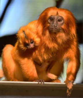 Zweifach goldig: Nachwuchs bei den Goldgelben Löwenäffchen im Kölner Zoo