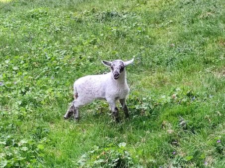 Mit Ziegen, Bienen und Schafen: Festung Königstein zeigt Selbstversorgung