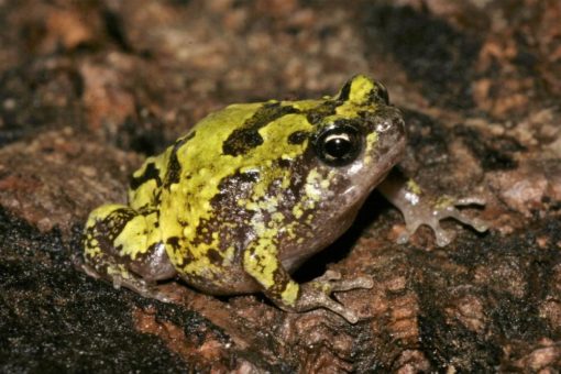 Kugelrund und stark gefährdet: Erste Nachzucht der madagassischen Marmorkrötchen im Kölner Aquarium