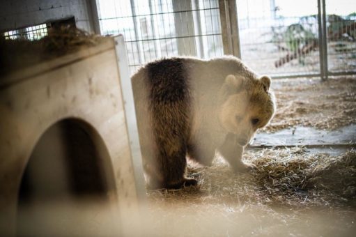 Die Bären Sam und Jamila sind wohlbehalten im Arosa Bärenland eingetroffen