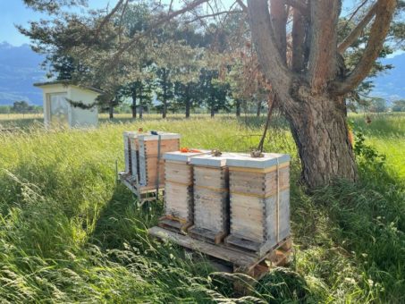 Hilcona lässt heuer über 100.000 Demeter Bienen fliegen