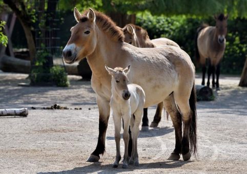 Seltenes Przewalskipferd im Kölner Zoo geboren