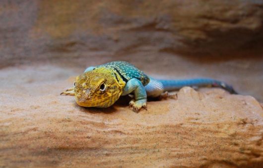 Exotische Gäste im Wildpark Schwarze Berge