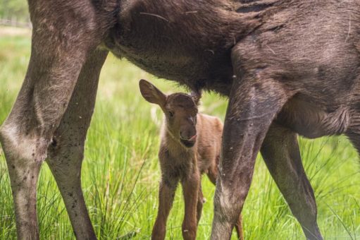 Elchbulle „Hans-Jürgen“ aus dem Wildpark Müden ist Vater geworden.