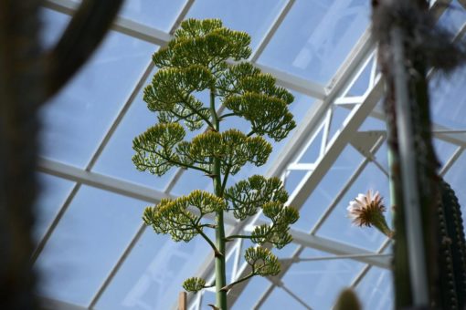 Seltenes Blühereignis: Eine Agave marmorata blüht im Großen Kakteenhaus des Botanischen Gartens München-Nymphenburg