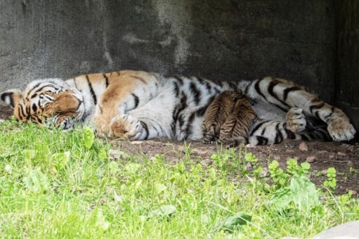 Tigerbabys bei Hagenbeck