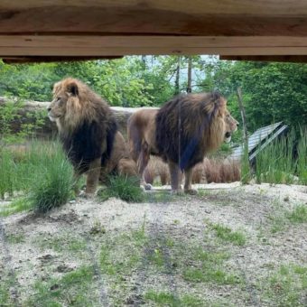 Hellabrunner Löwen Max und Benny erkunden ihre neue Außenanlage